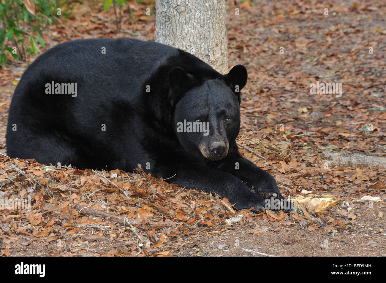 Black bear, Ursus americanus, Florida, captive Stock Photo