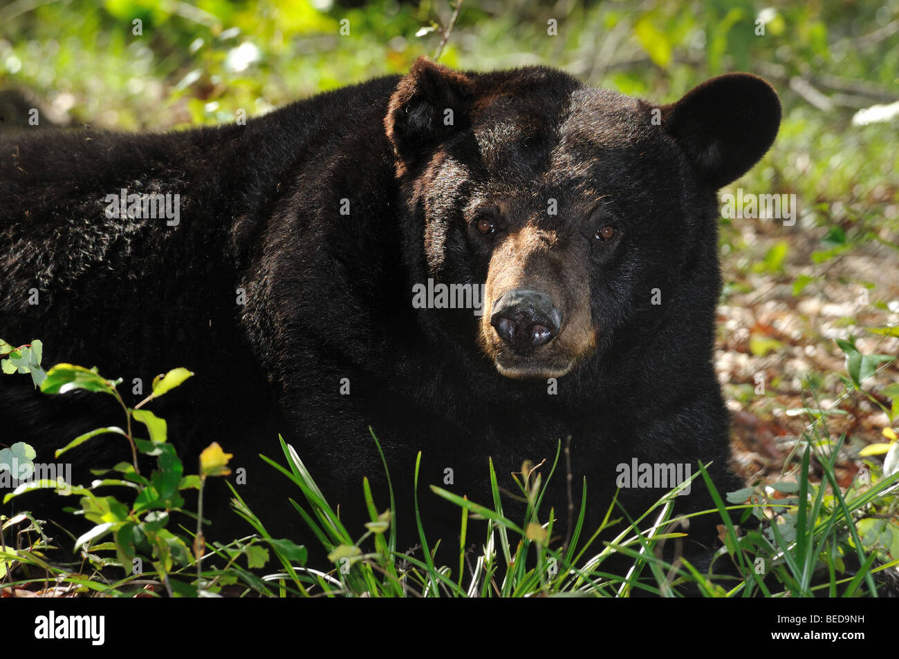 Black bear, Ursus americanus, Florida, captive Stock Photo
