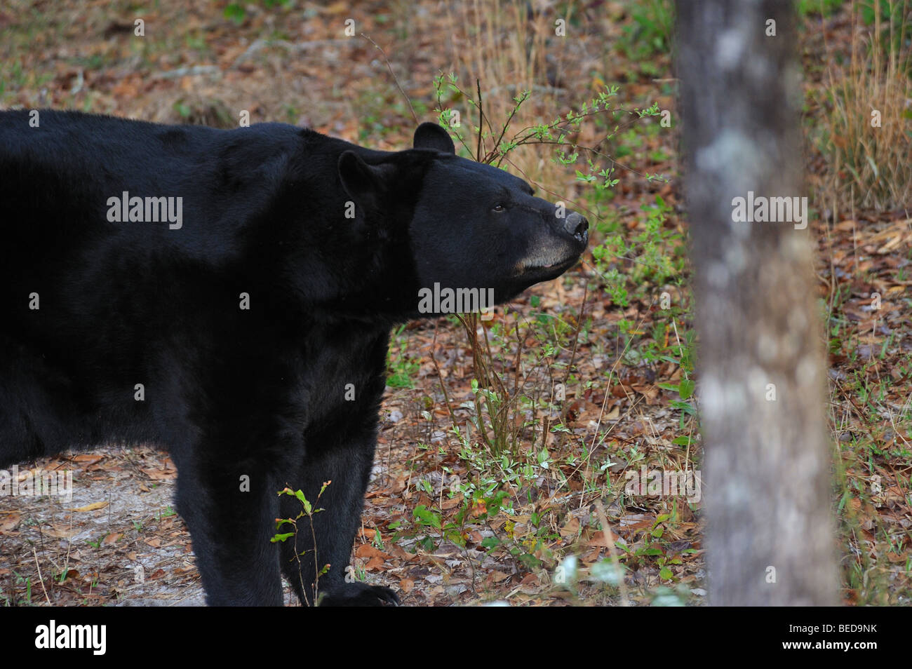 Florida black bear hires stock photography and images Alamy