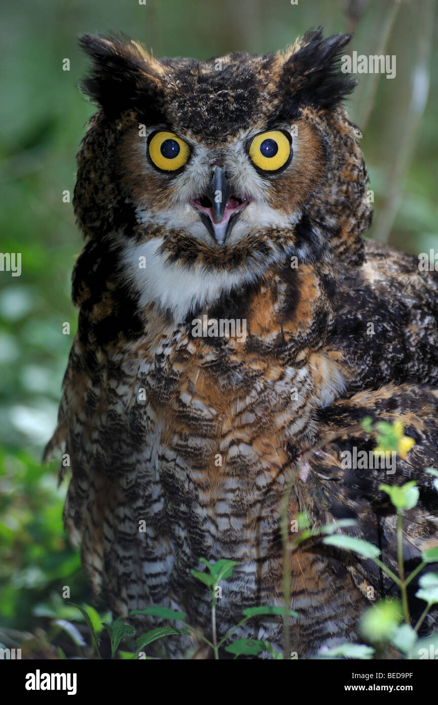 Great horned owl, Bubo virginianus, Florida, captive Stock Photo Alamy