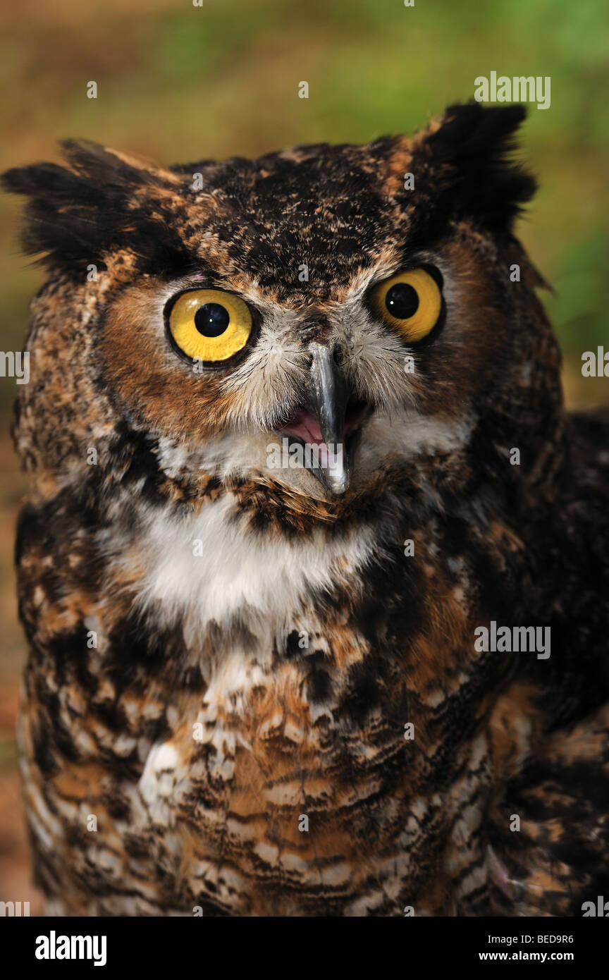 Great horned owl, Bubo virginianus, Florida, captive Stock Photo