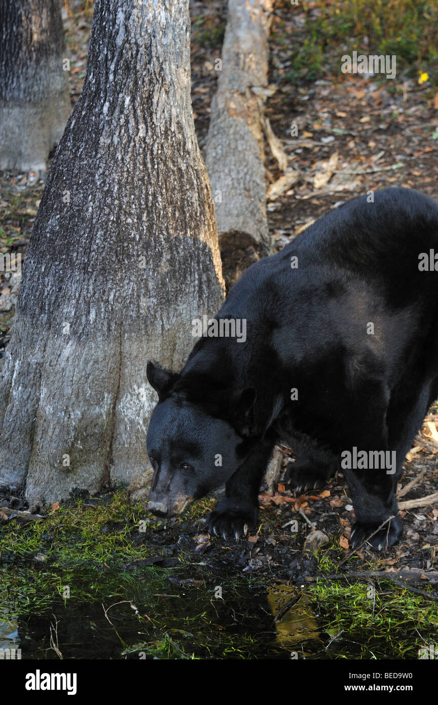 Black bear, Ursus americanus, Florida, captive Stock Photo