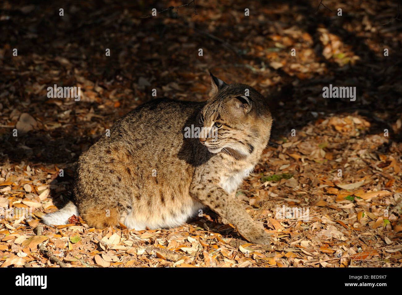 Bobcat, Lynx rufus, Florida, captive Stock Photo