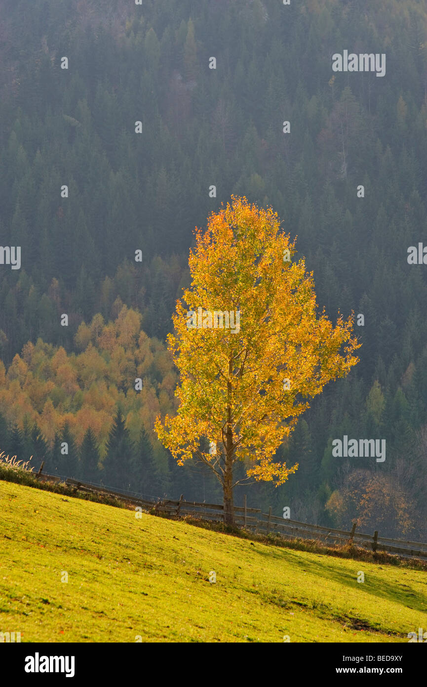 Autumnal coloured Poplar, Schober, Lower Austria, Austria, Europe Stock Photo