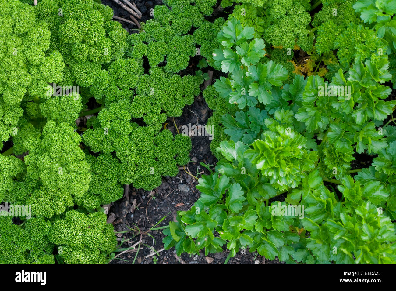 Contrast between curly-leafed parsley and Italian flat leafed parsley Stock Photo