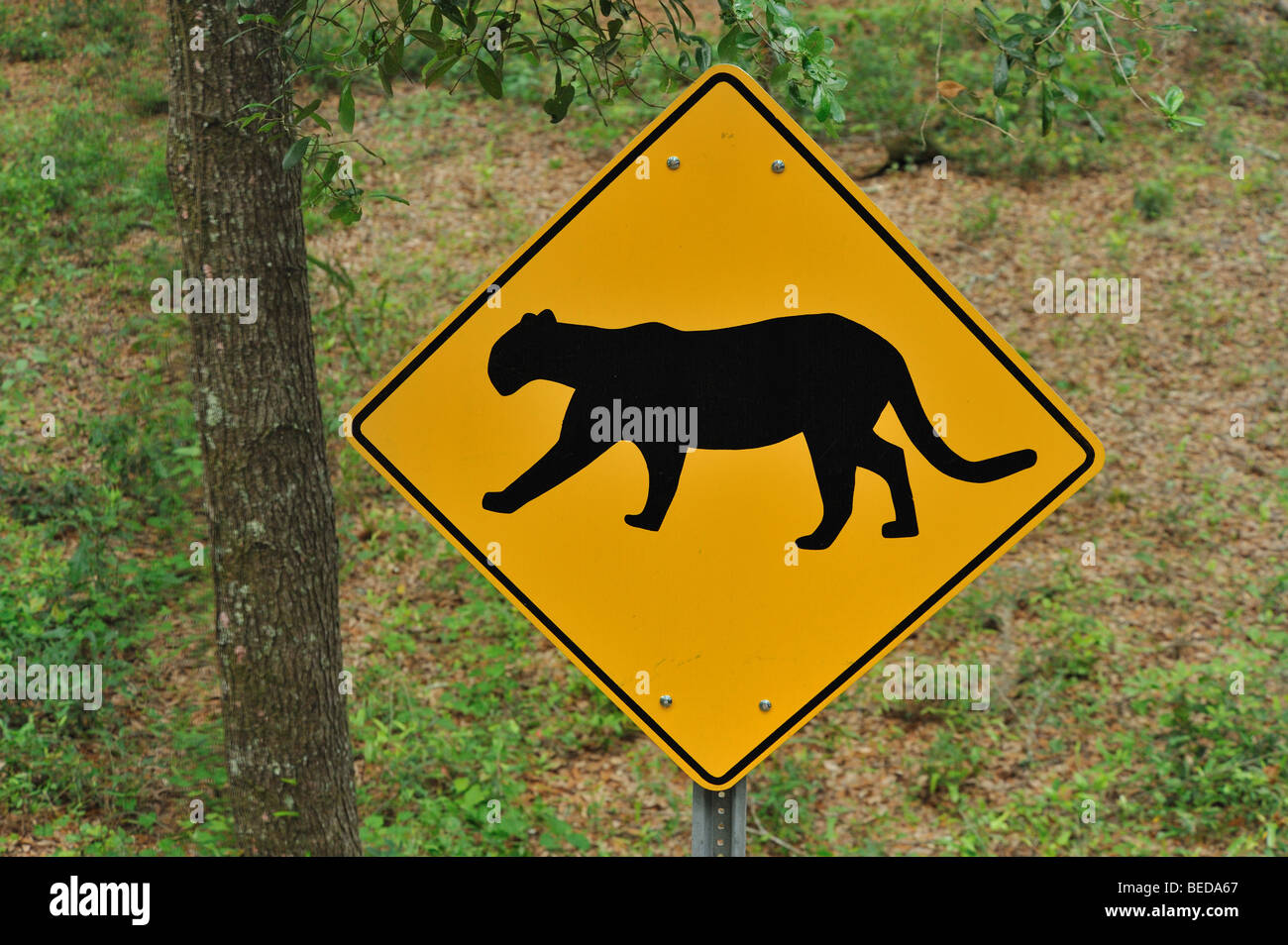 Florida panther crossing sign, Puma concolor coryi, Florida Stock Photo