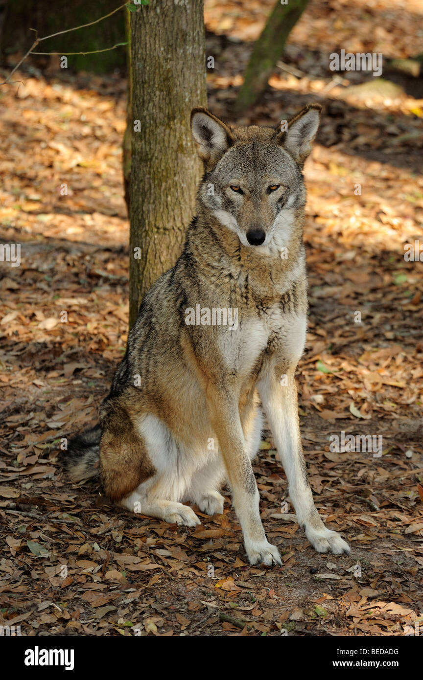 Red Wolf, Canis rufus, Florida (captive Stock Photo Alamy