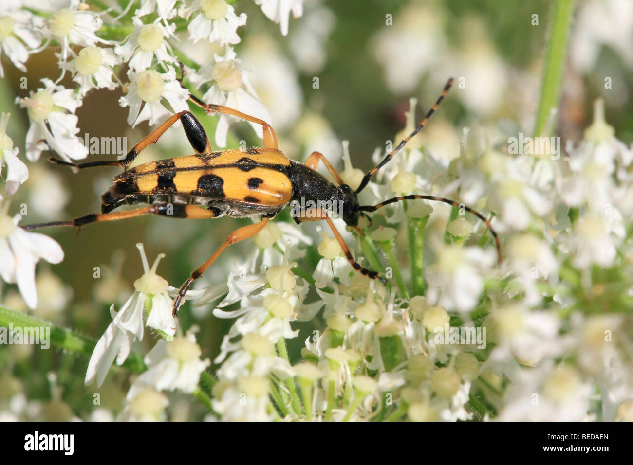 Longhorn Beetle (Strangalia maculata) on angelica Stock Photo