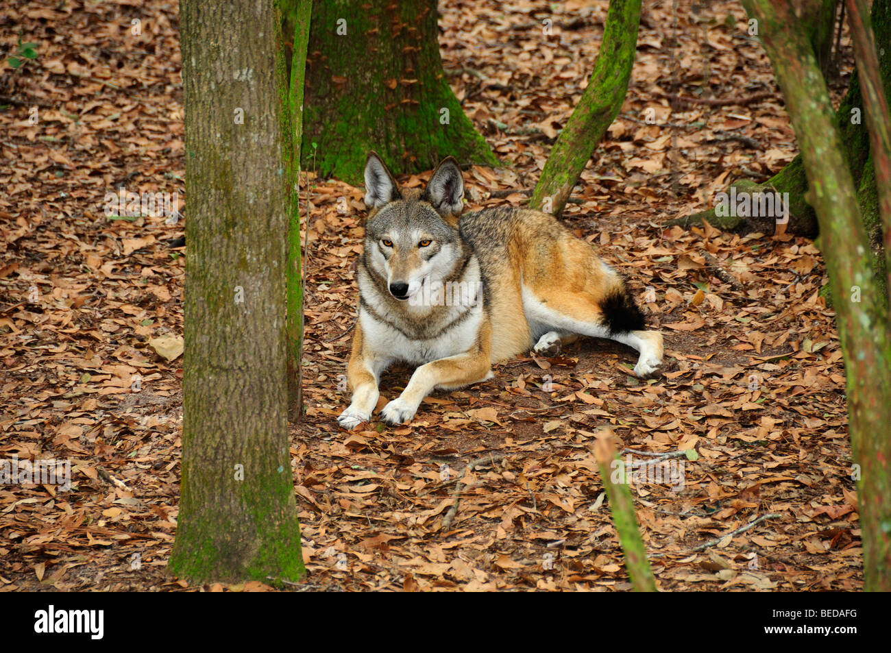 Red Wolf, Canis rufus, Florida (captive Stock Photo Alamy