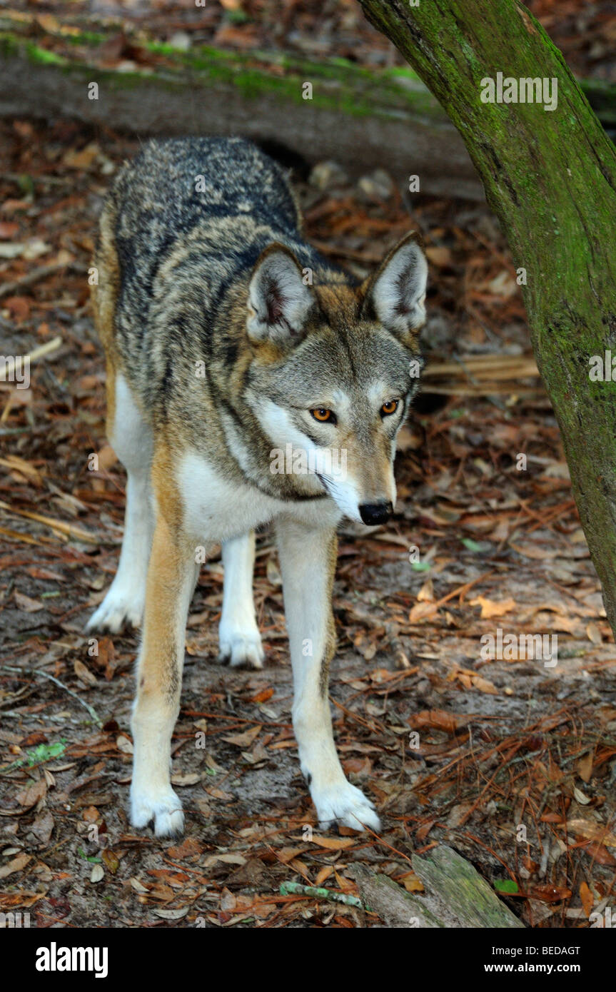 Red Wolf, Canis rufus, Florida (captive Stock Photo Alamy
