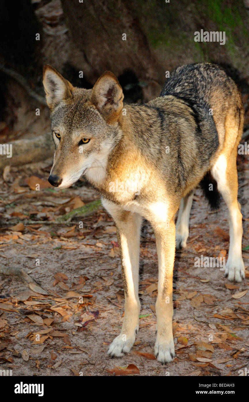 Red Wolf, Canis rufus, Florida (captive Stock Photo Alamy