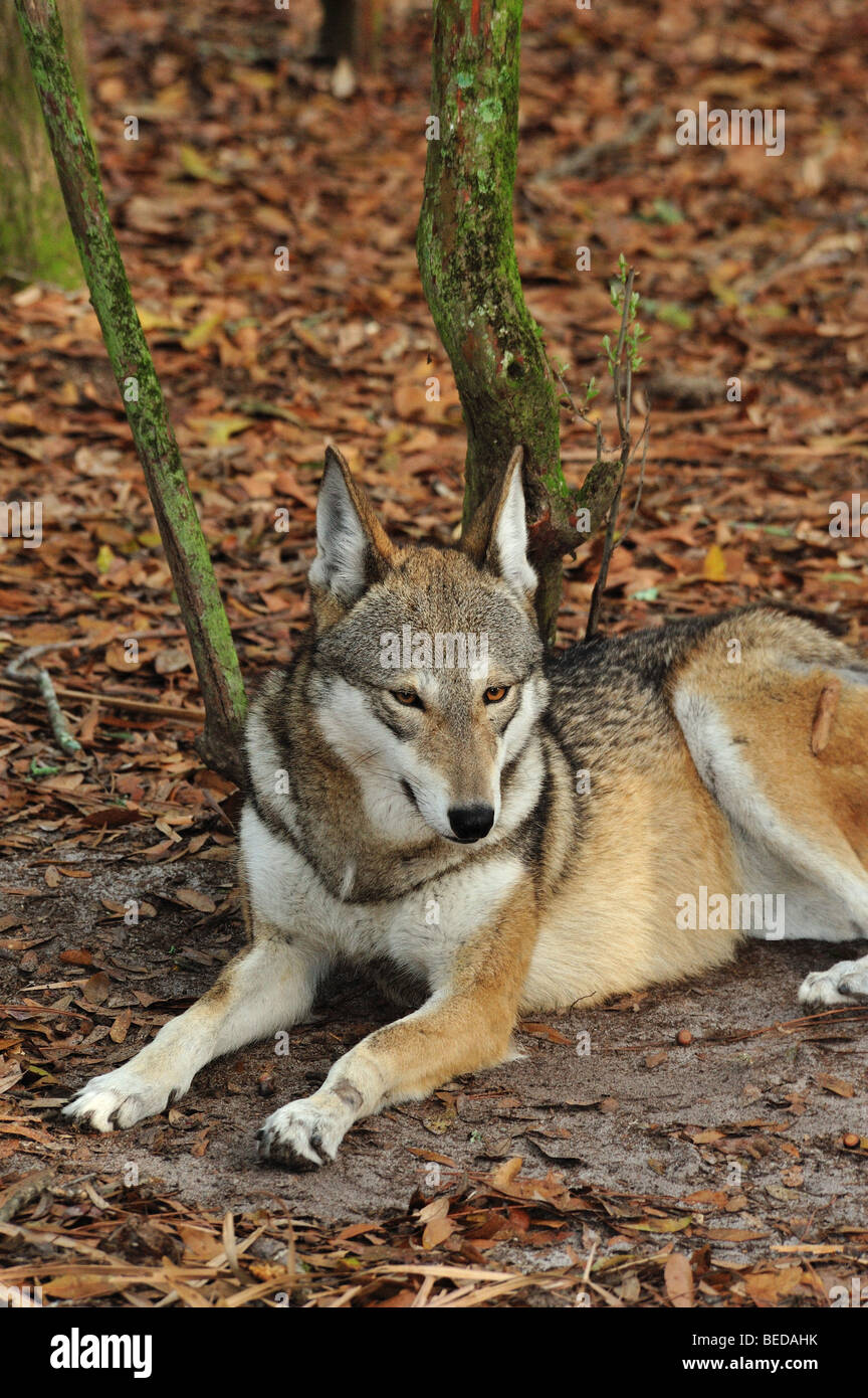 Red Wolf, Canis rufus, Florida (captive Stock Photo Alamy