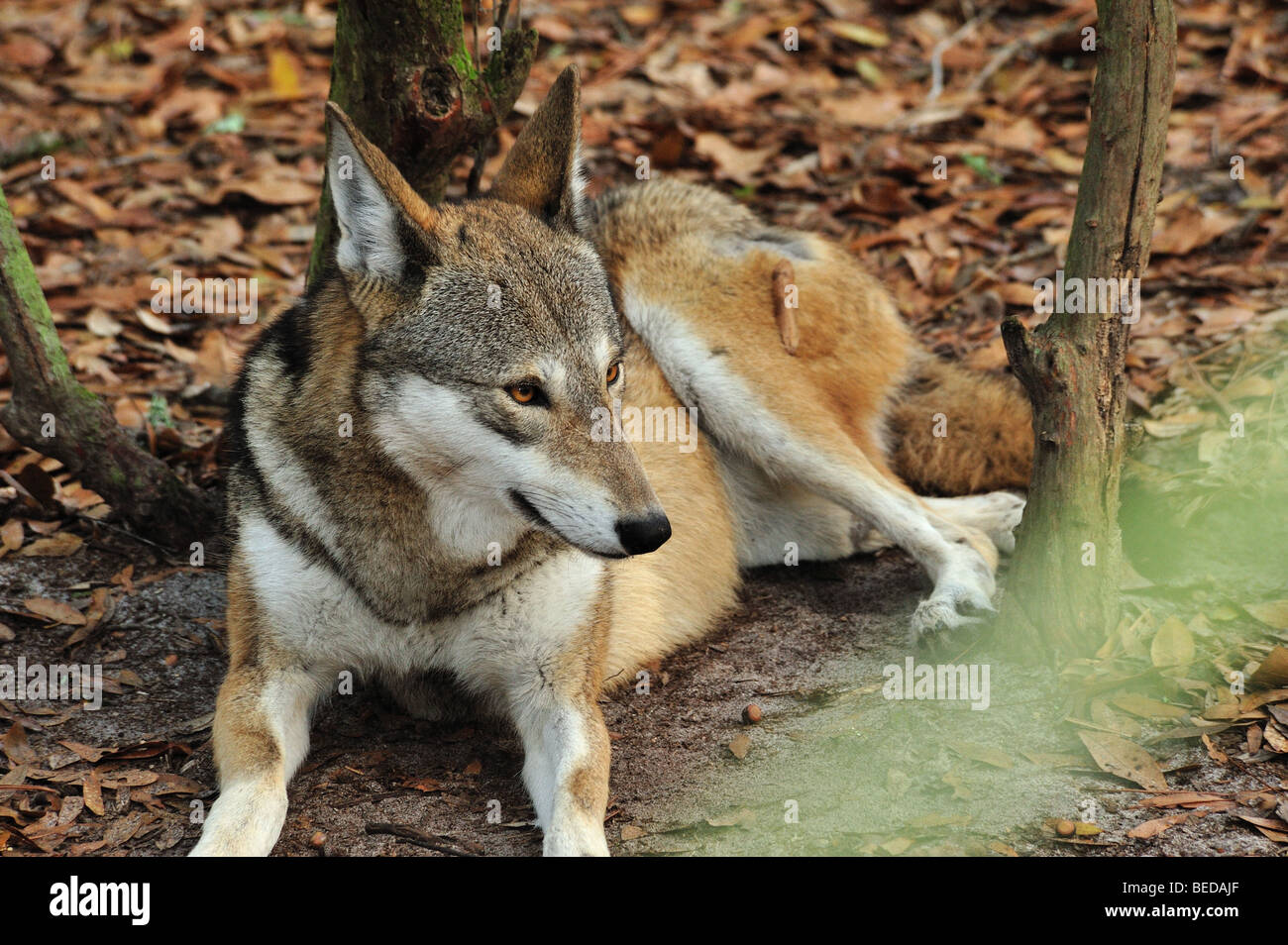 Red Wolf, Canis rufus, Florida (captive Stock Photo Alamy