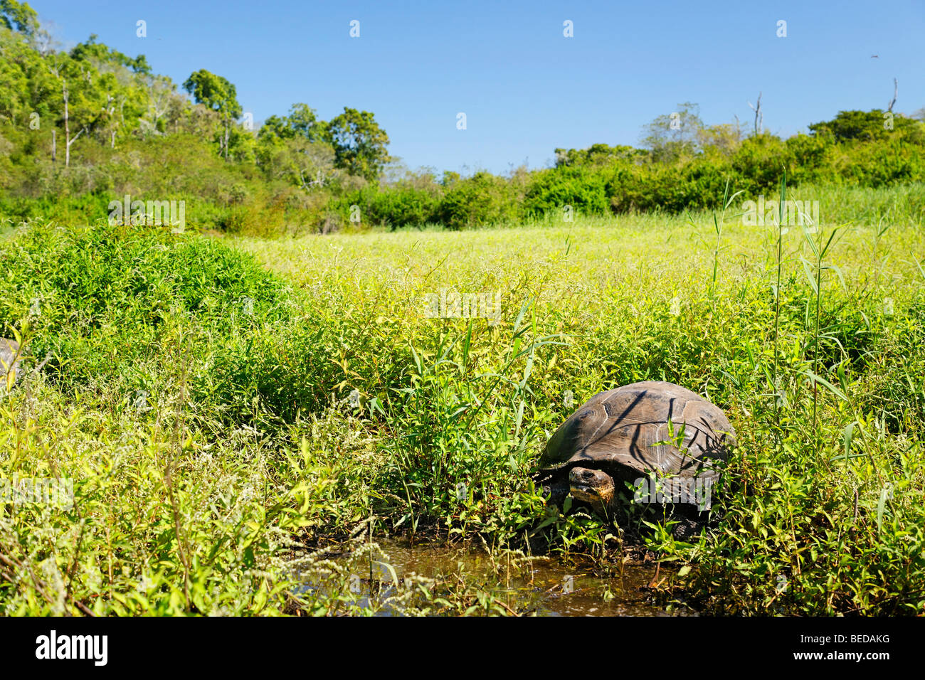 Galapagos Giant Tortoise (Chelonoidis nigra porteri) at the marshy highland, Santa Cruz Island, Indefatigable Island, Galapagos Stock Photo