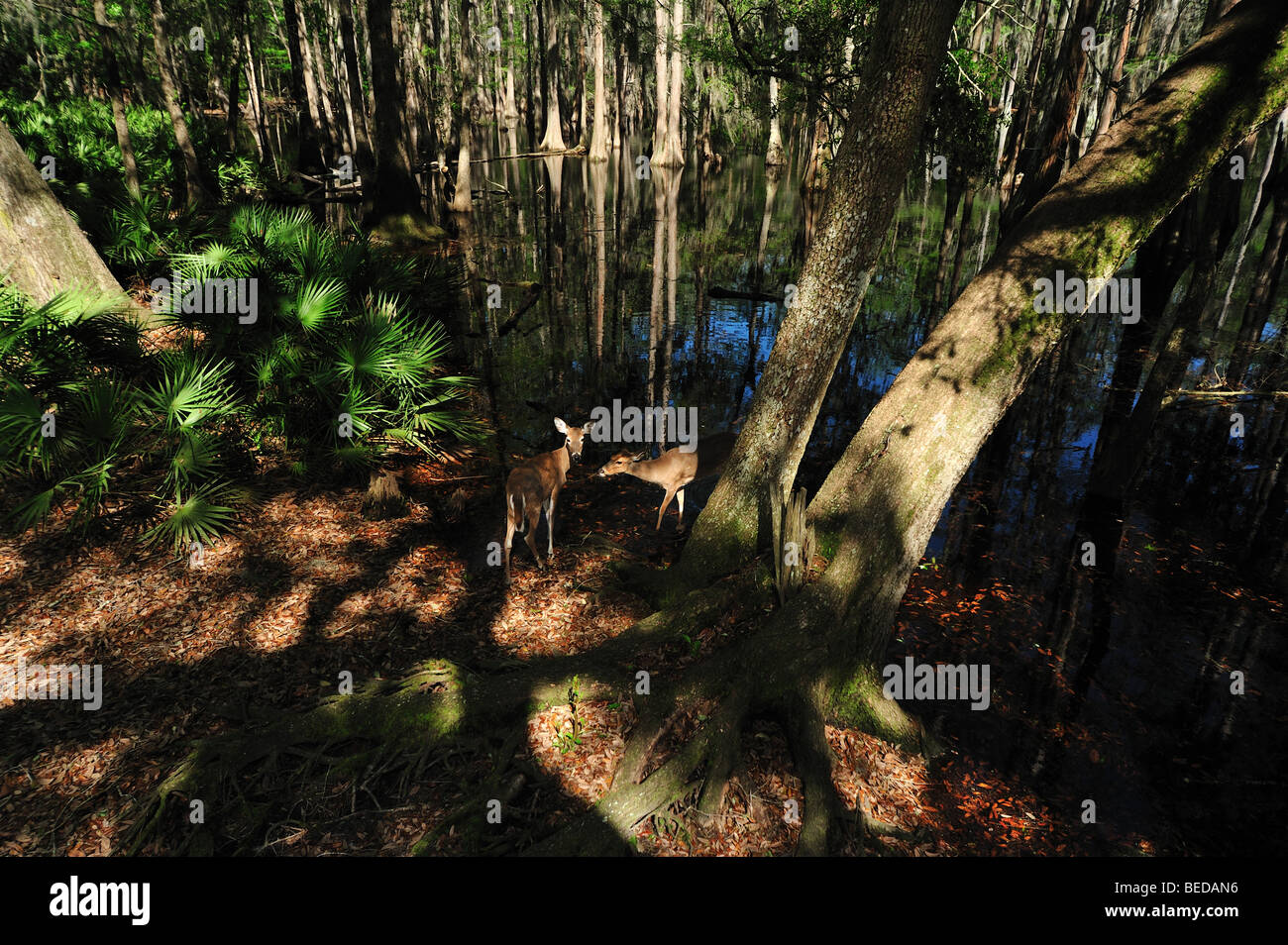 White-tailed Deer, Odocoileus virginianus, Lake Bradford, Florida (captive) Stock Photo