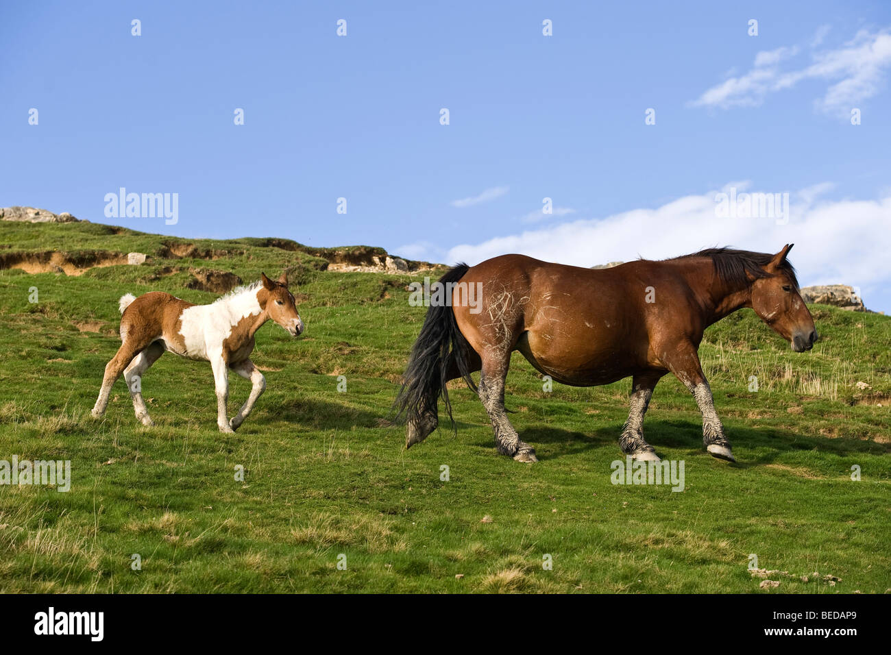 Horses, mare and foal at the Col d’Aubisque, Aquitaine, France, Europe