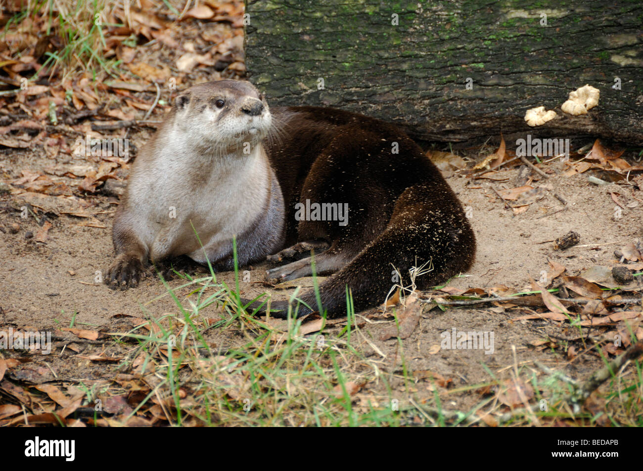 River otter, Lontra canadensis, Florida, captive Stock Photo Alamy