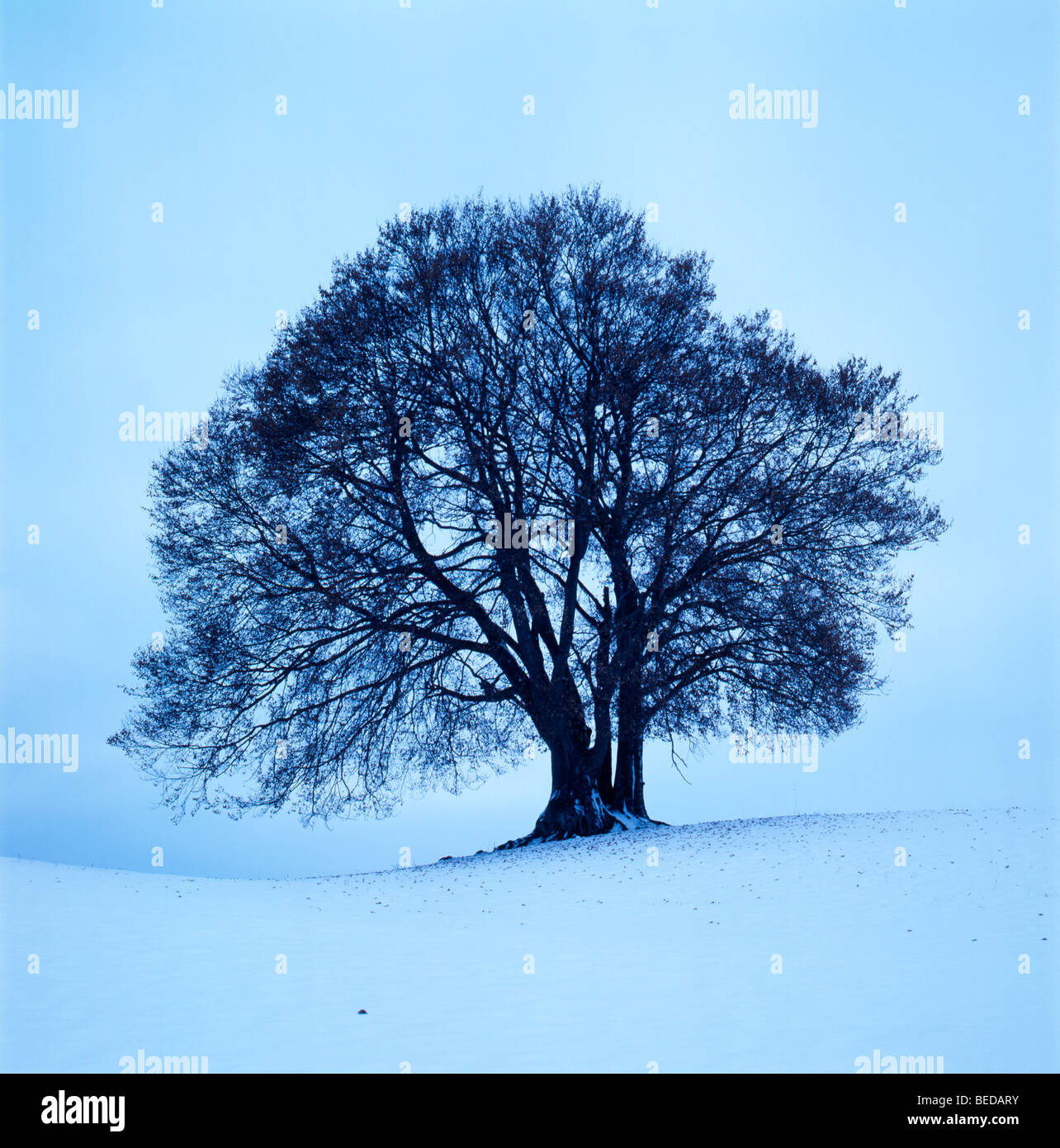 Beech tree during winter Stock Photo - Alamy