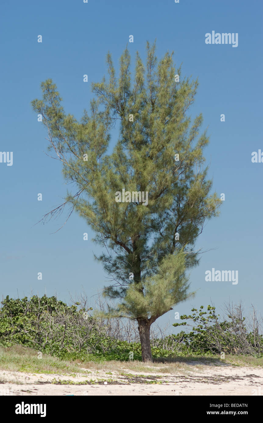 Australian pine tree Casuarina equisetifolia on coastal beach dune in