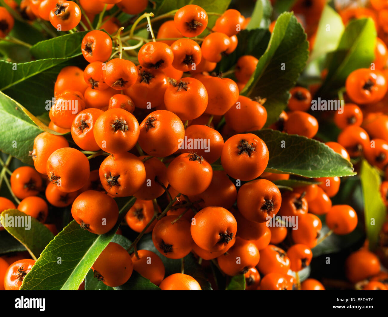 Firethorn berries (Pyracantha Hybride Orange Glow) Stock Photo