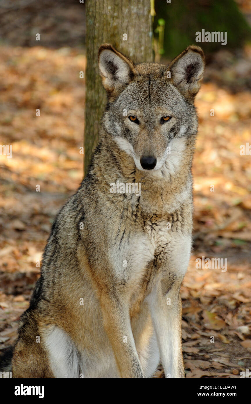 Red Wolf, Canis rufus, Florida (captive) Stock Photo