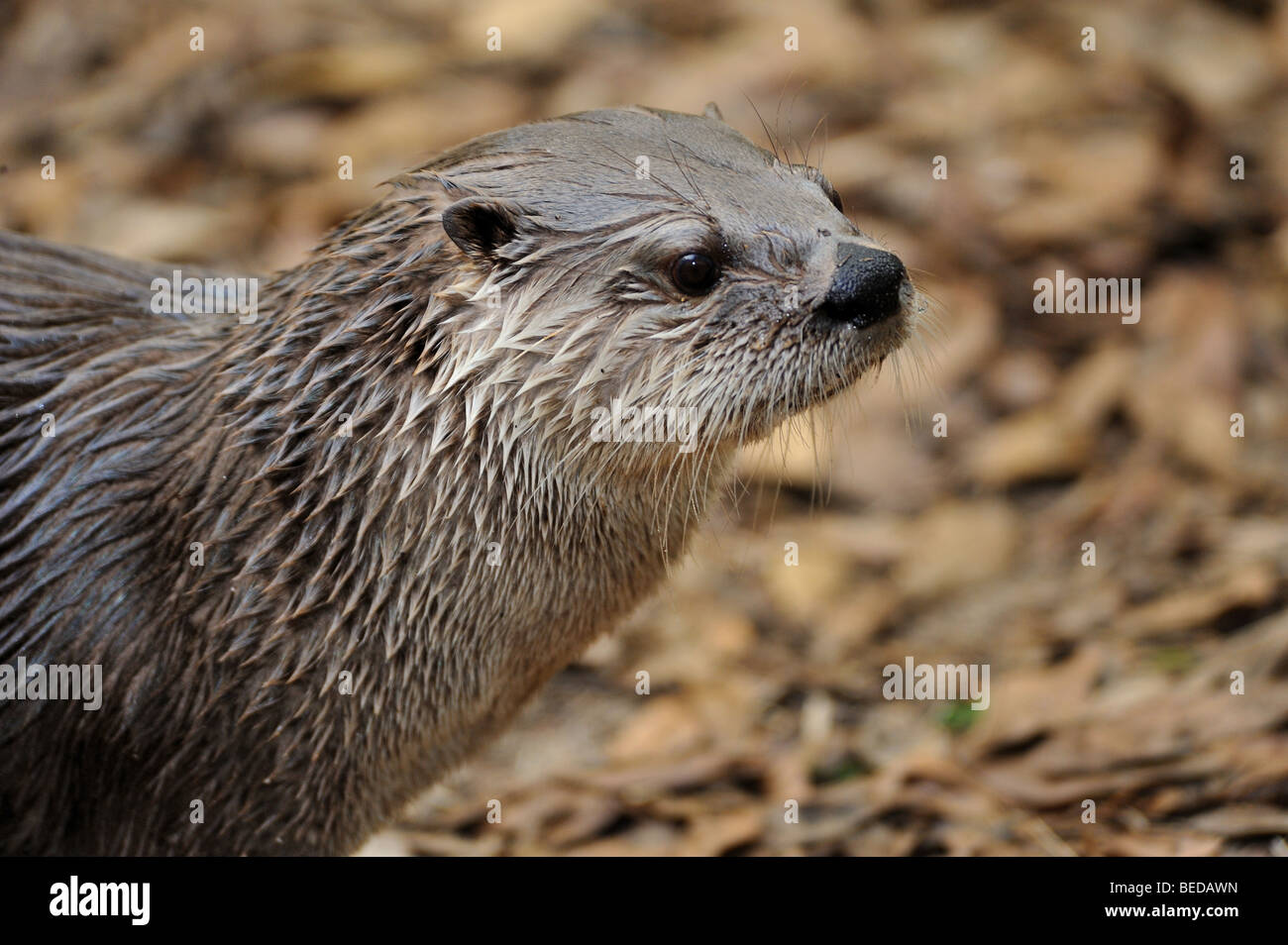 River otter, Lontra canadensis, Florida, captive Stock Photo - Alamy