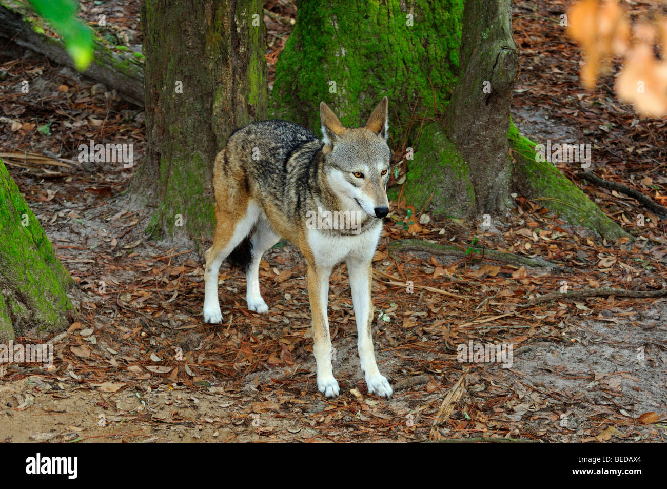 Red Wolf, Canis rufus, Florida (captive Stock Photo Alamy
