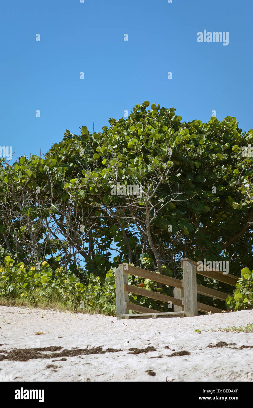 boardwalk under seagrape canopy at beach Stock Photo