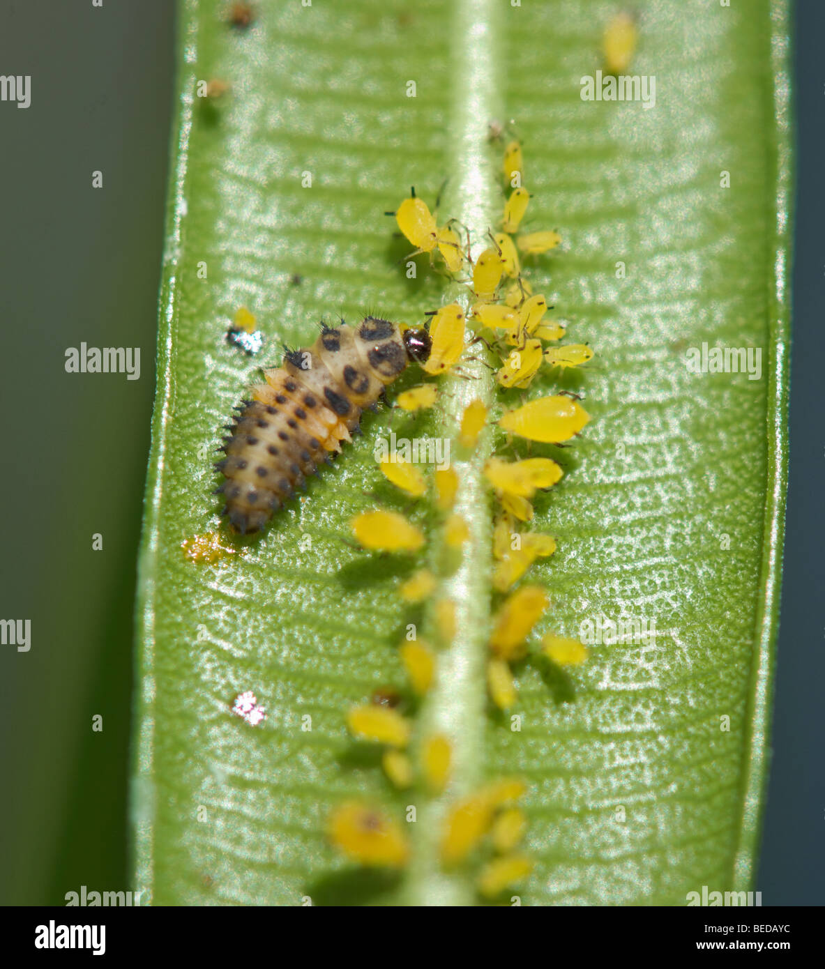 ladybug larvae eating aphid on oleander plant leaf Stock Photo Alamy
