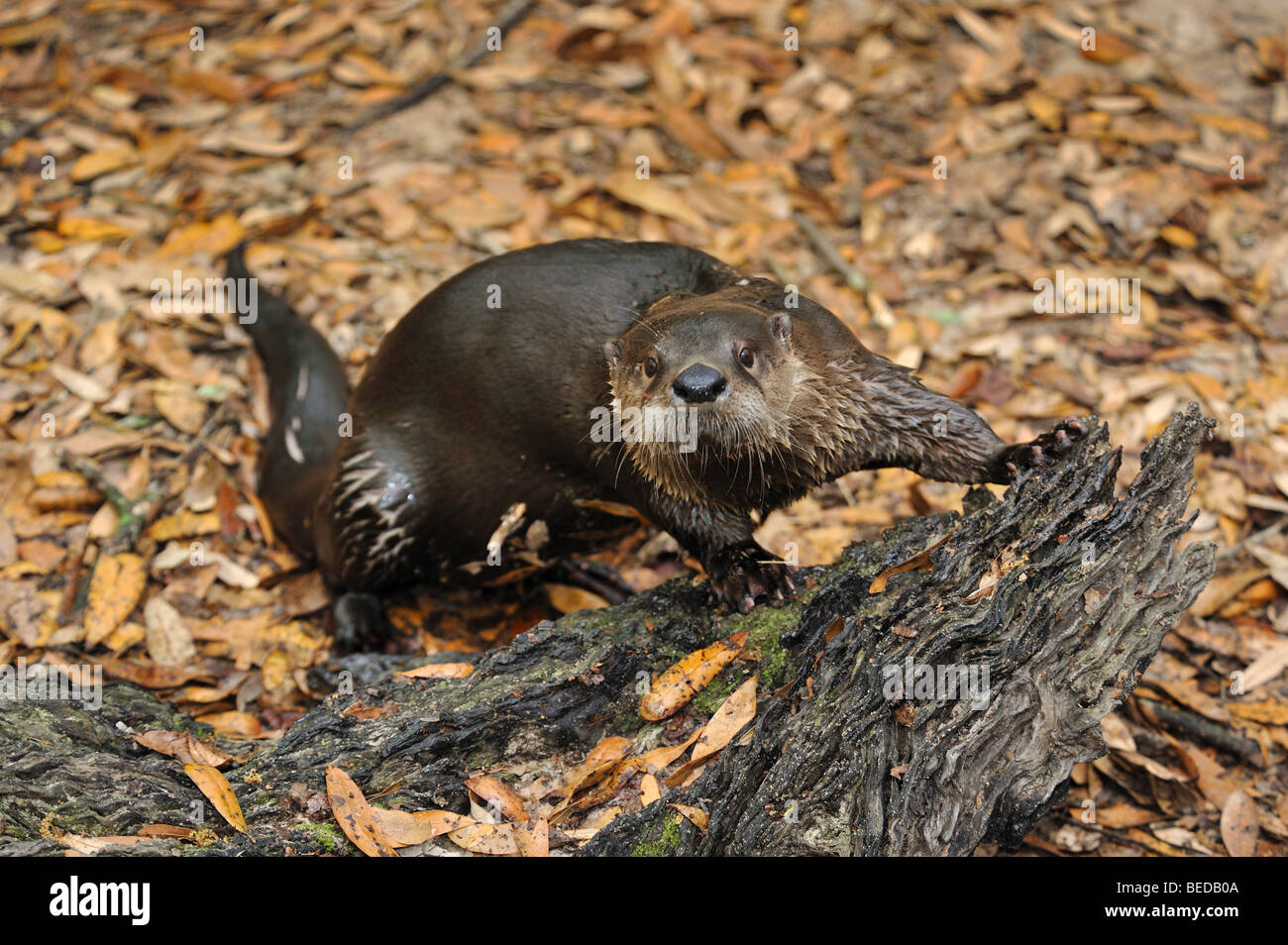 River otter, Lontra canadensis, Florida, captive Stock Photo