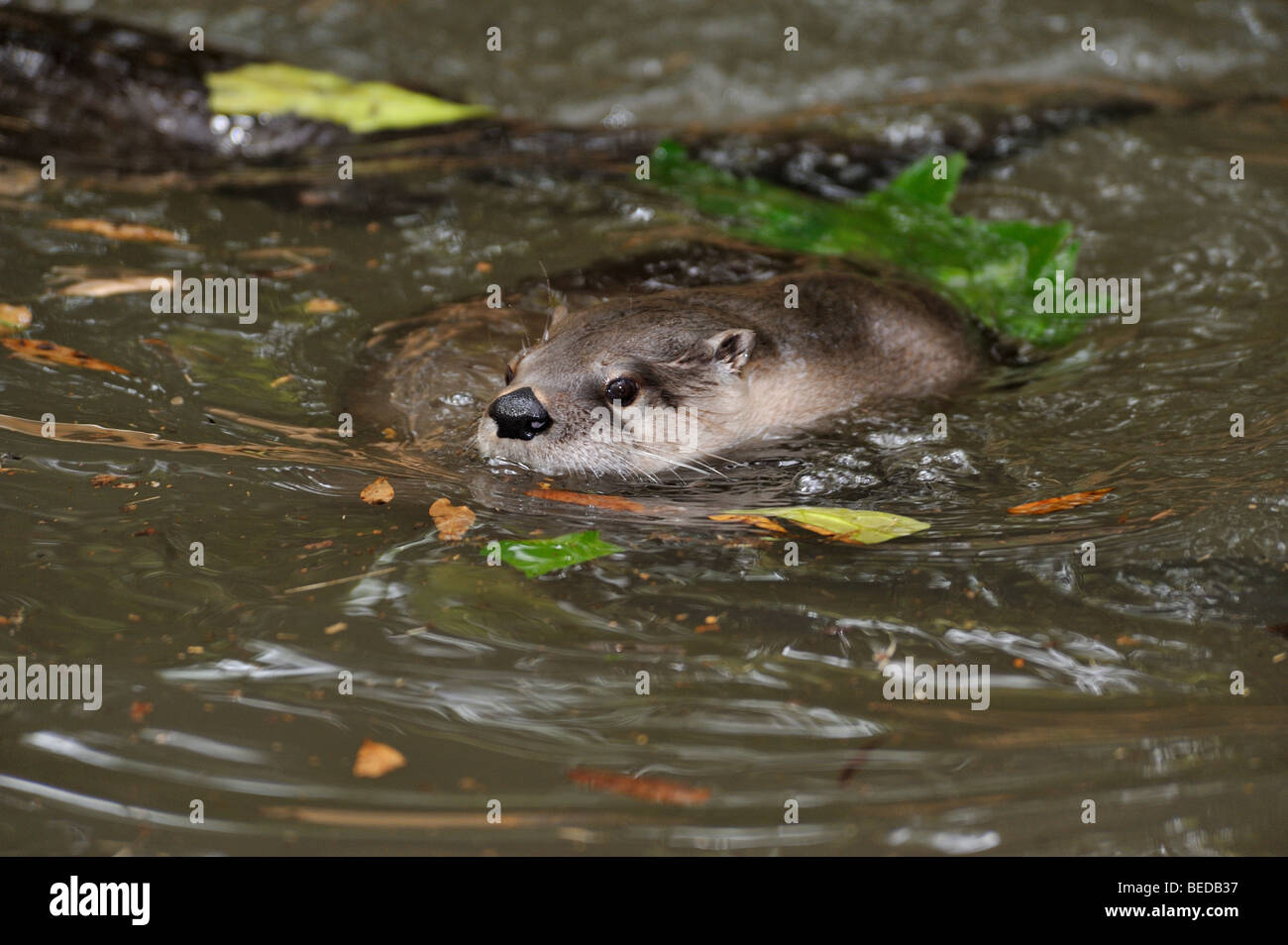 River otter florida hi-res stock photography and images - Alamy