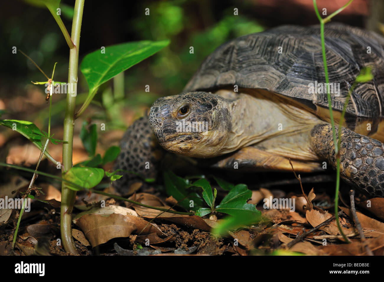 Gopher tortoise, Gopherus polyphemus, Florida, captive Stock Photo - Alamy