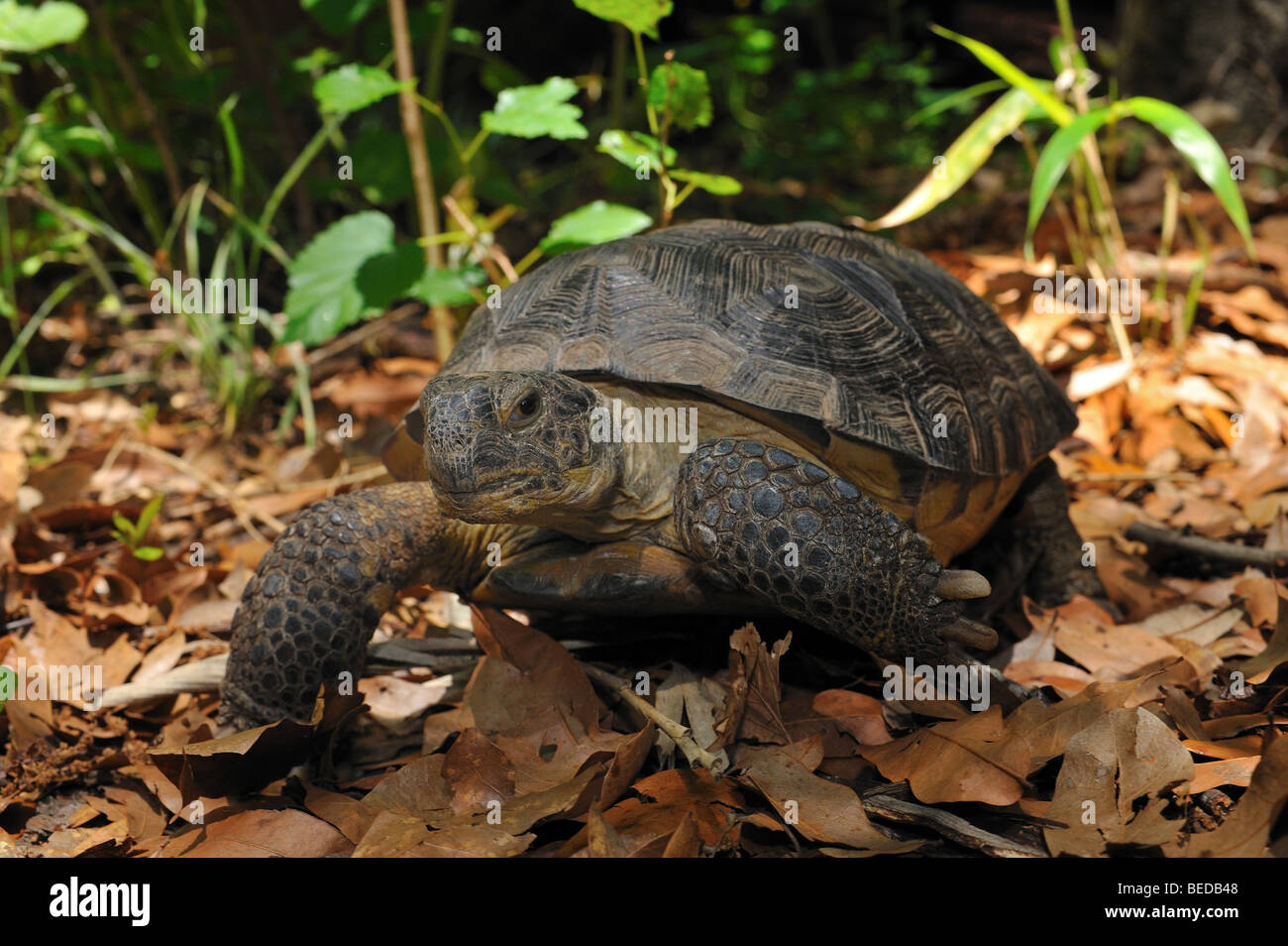 Gopher tortoise, Gopherus polyphemus, Florida, captive Stock Photo - Alamy