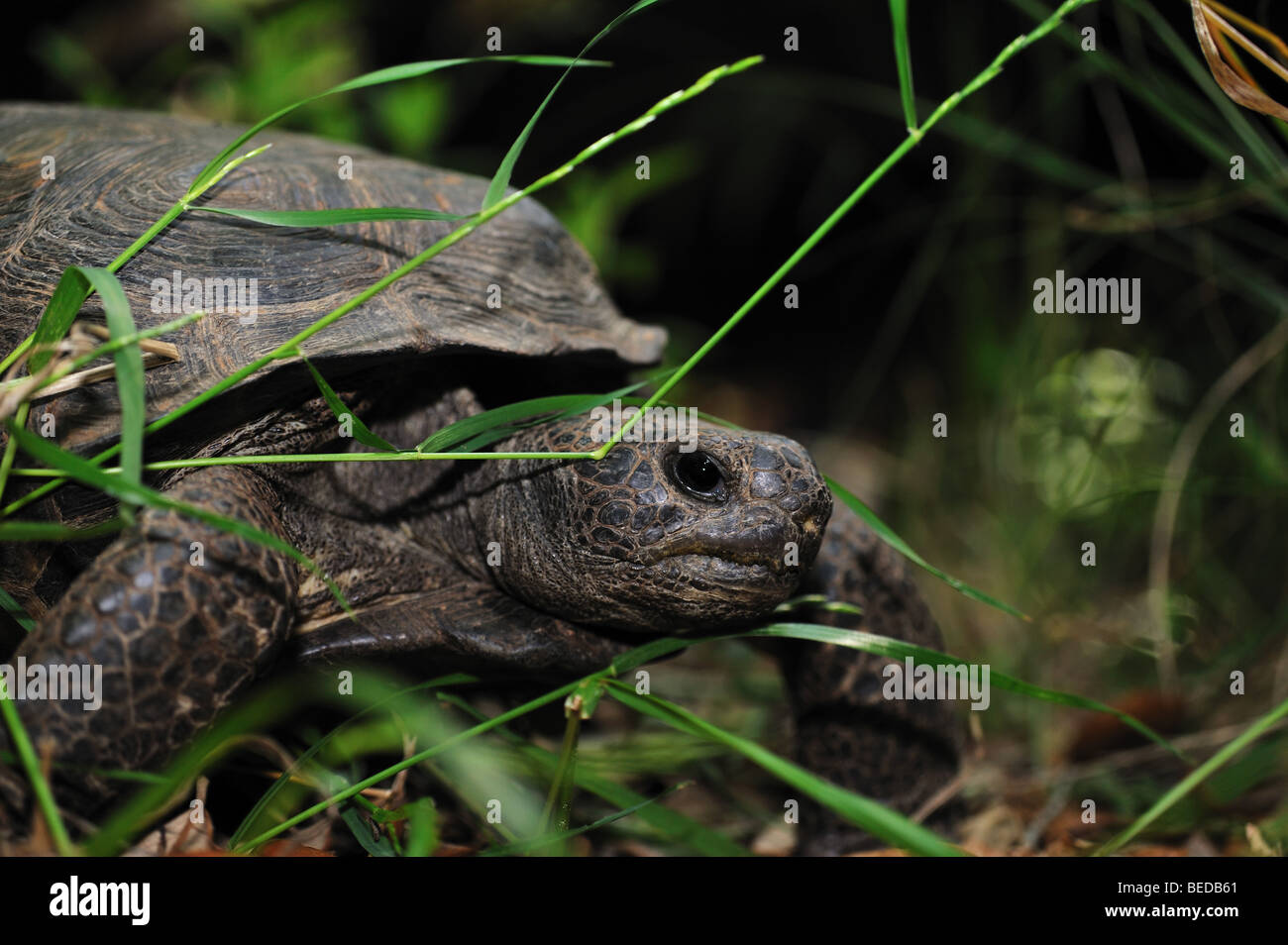 Gopher tortoise, Gopherus polyphemus, Florida, captive Stock Photo - Alamy