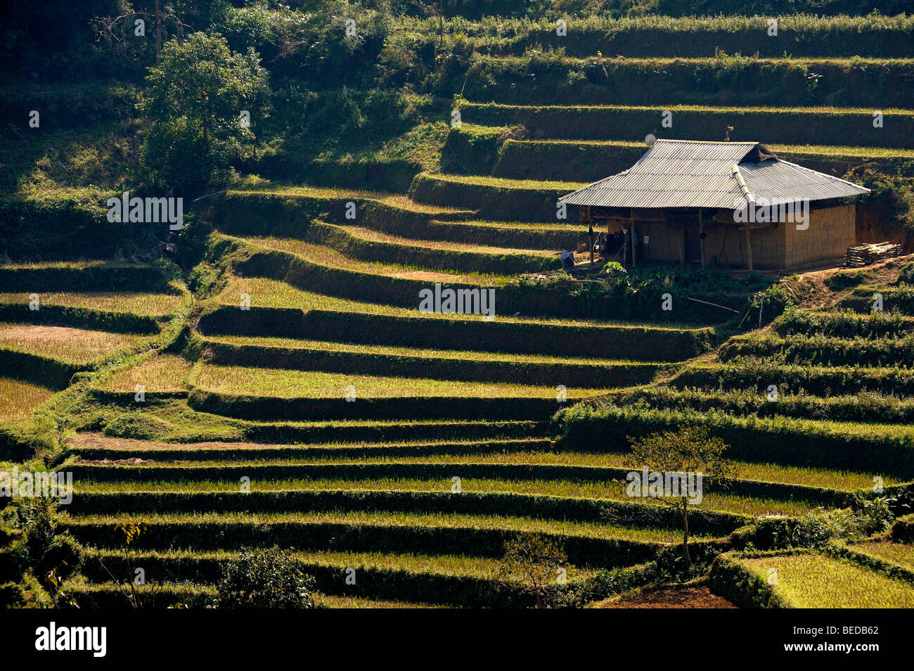 Hut on rice terraces, Bac Ha, North Vietnam, Southeast Asia Stock Photo