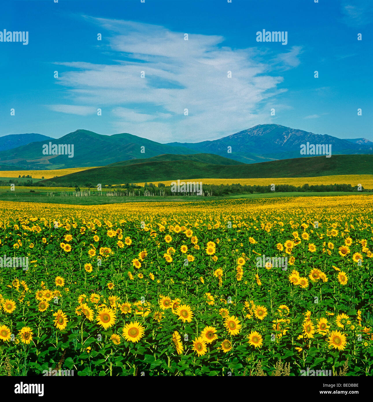 Mount sunflower hires stock photography and images Alamy