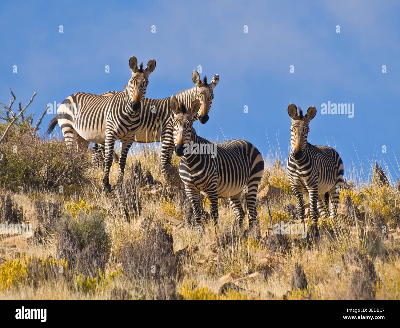 Hartmanns mountain zebra hires stock photography and images Alamy