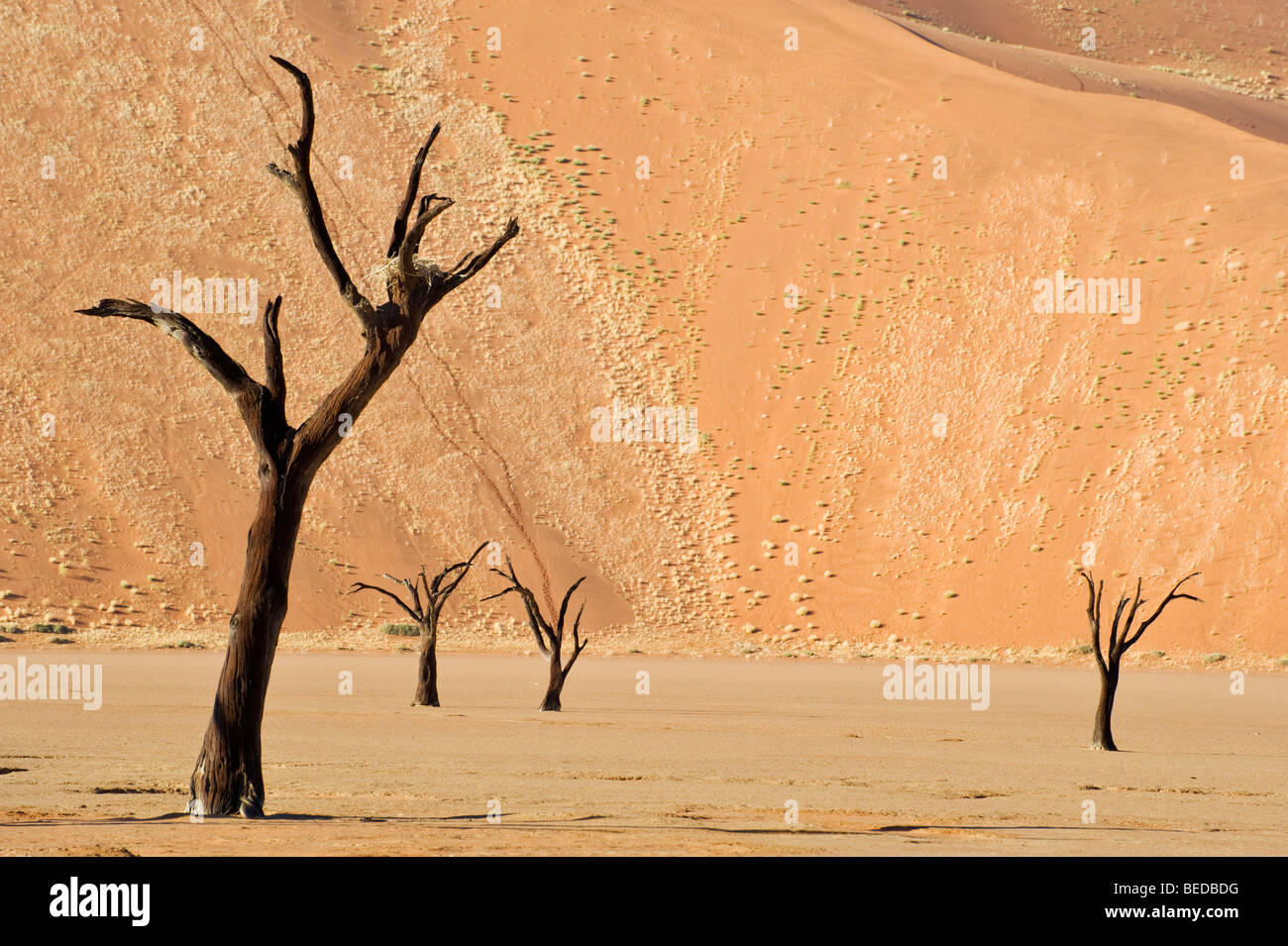 Dead Camel Thorn Trees (Acacia erioloba) at the Dead Vlei in the Namib Desert, Namibia, Africa Stock Photo
