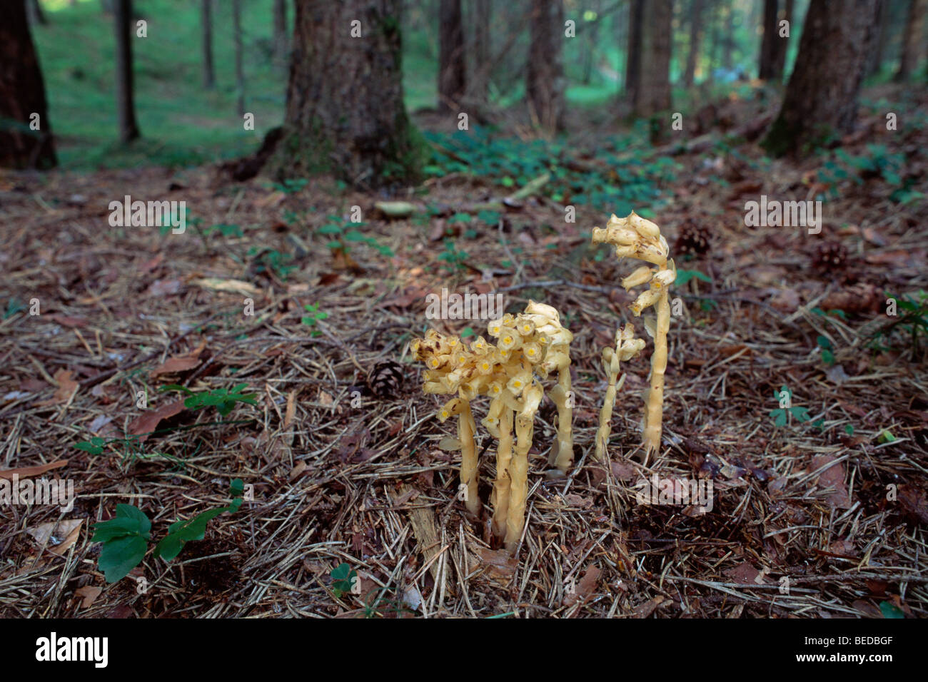 Dutchman's Pipe, Yellow Bird's-nest (Monotropa hypopitys), North Tyrol, Austria, Europe Stock Photo