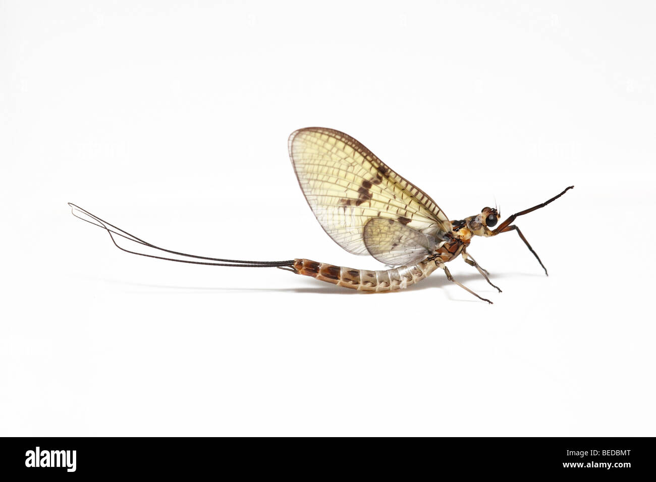 Mayfly (Ephemera danica) Stock Photo