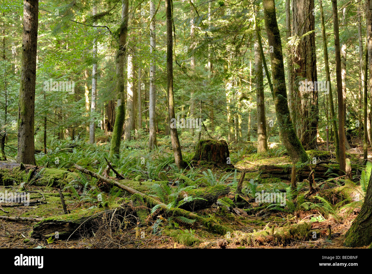 In the cold rainforest Cathedral Grove, Mac Millan Provincial Park, Vancouver Island, Canada, North America Stock Photo