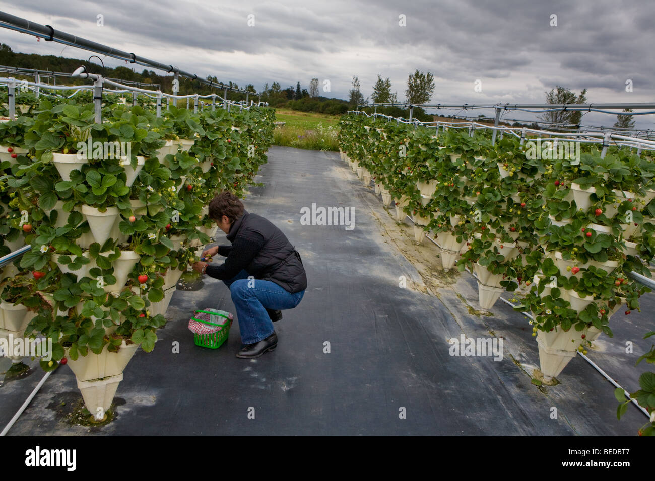 Woman picking strawberries at a pick your own hydroponic farm near ...