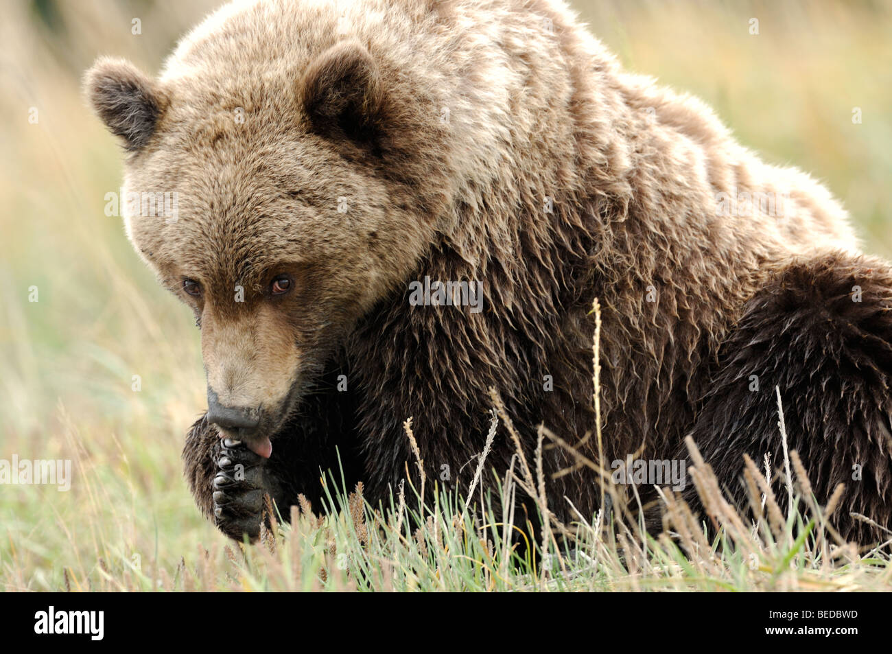 Stock photo of a yearling brown bear washing his paw. Stock Photo