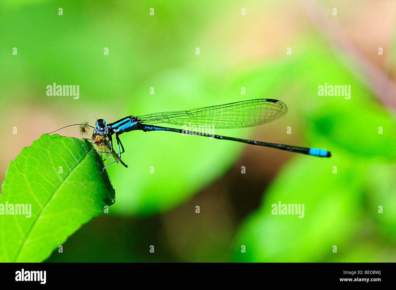 Ondonata hi-res stock photography and images - Alamy