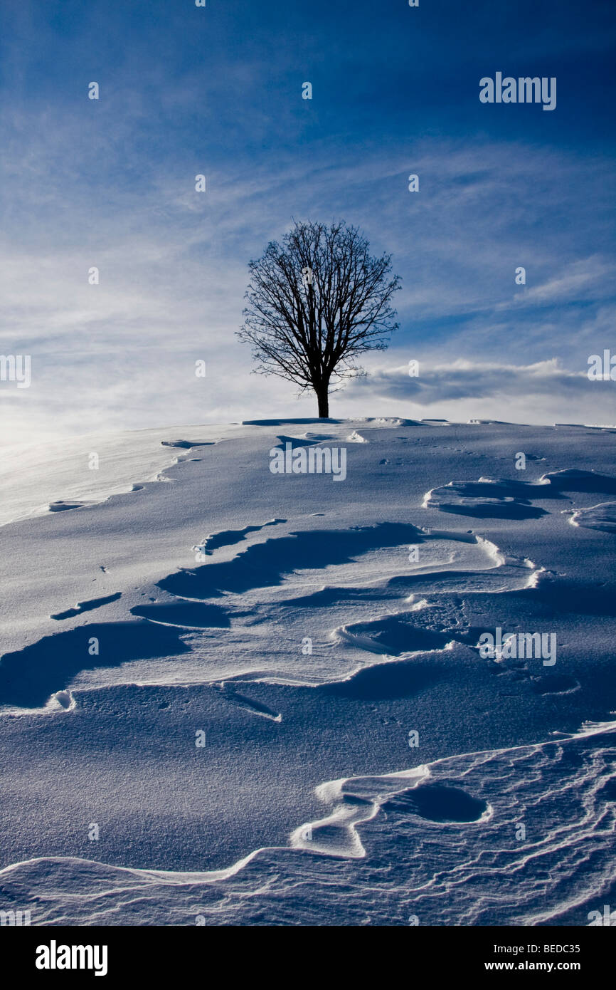 Isolated tree in the Canton of St Gall, Switzerland, Europe Stock Photo