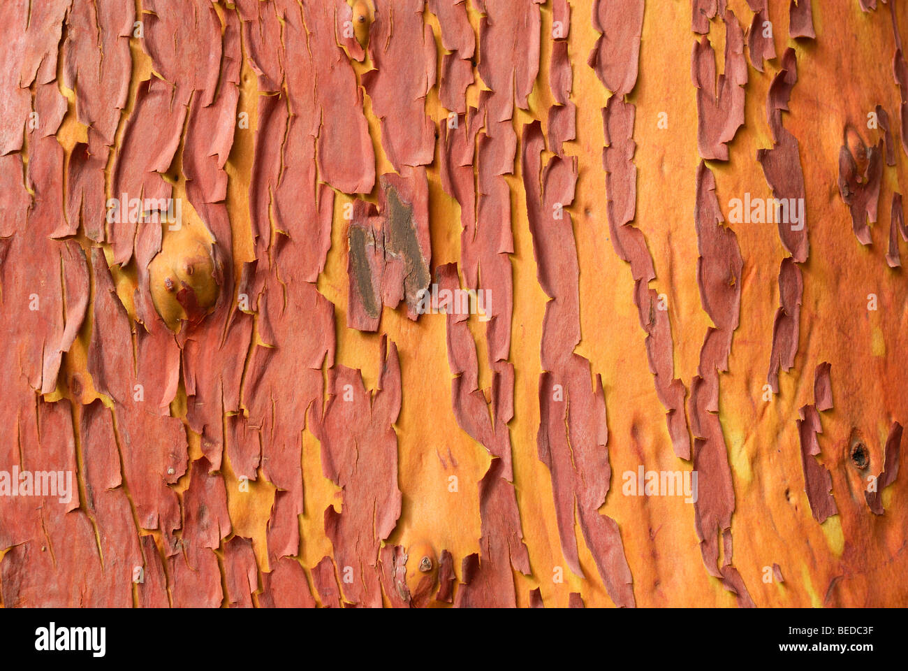 Pacific Madrone or Strawberry Tree (Arbutus menziesii), bark detail, Victoria, Vancouver Island, Canada, North America Stock Photo