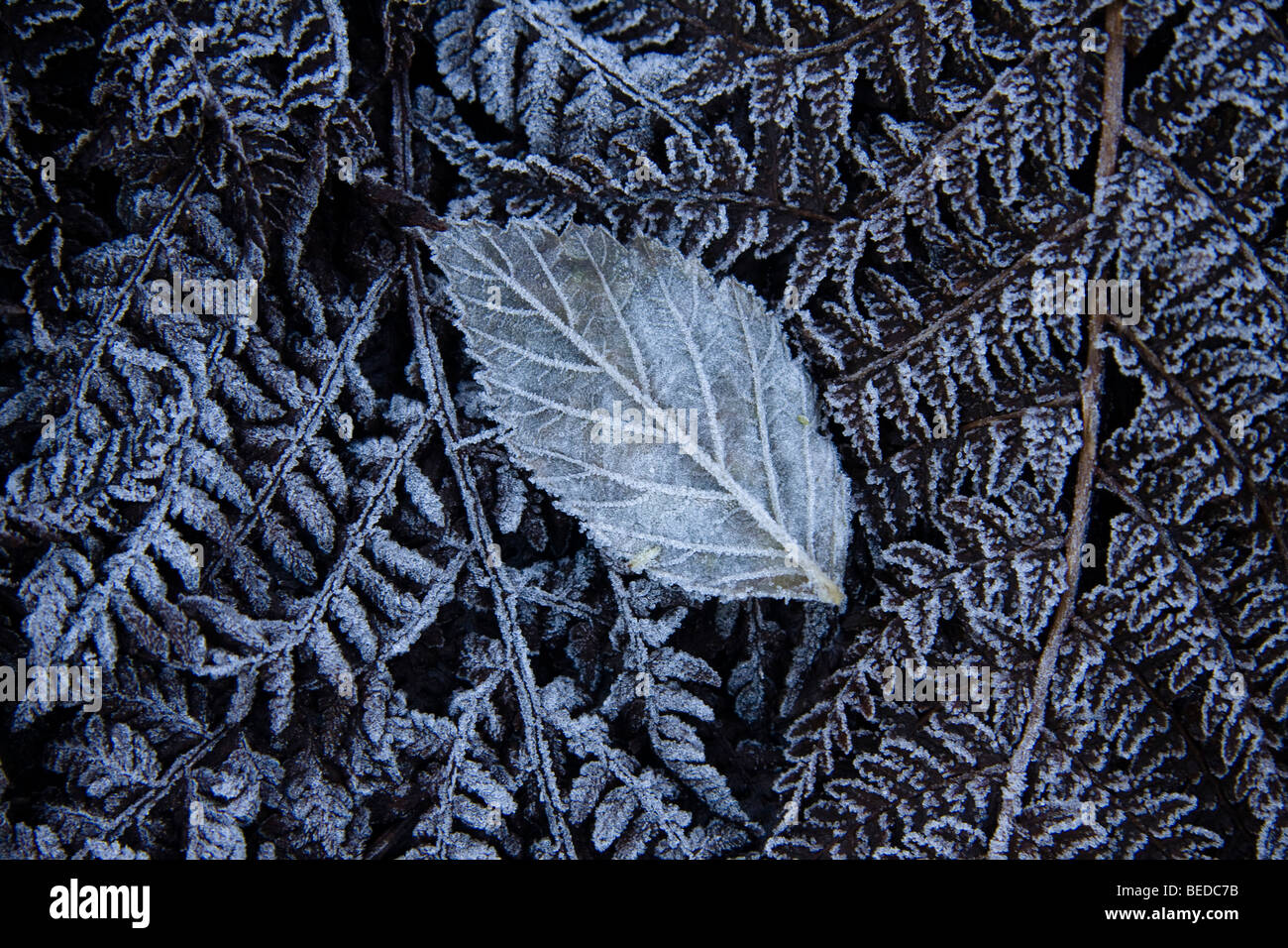 Fern covered with frost Stock Photo Alamy