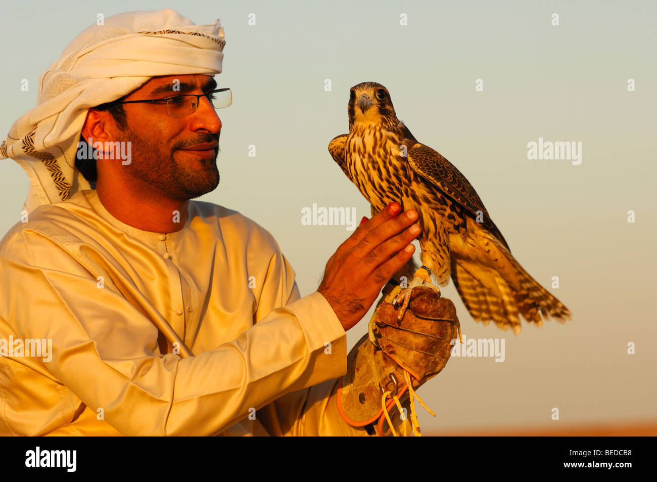 Hunting falcon sitting on the hand of a falconer, falcon training in Dubai, United Arab Emirates, Middle East Stock Photo