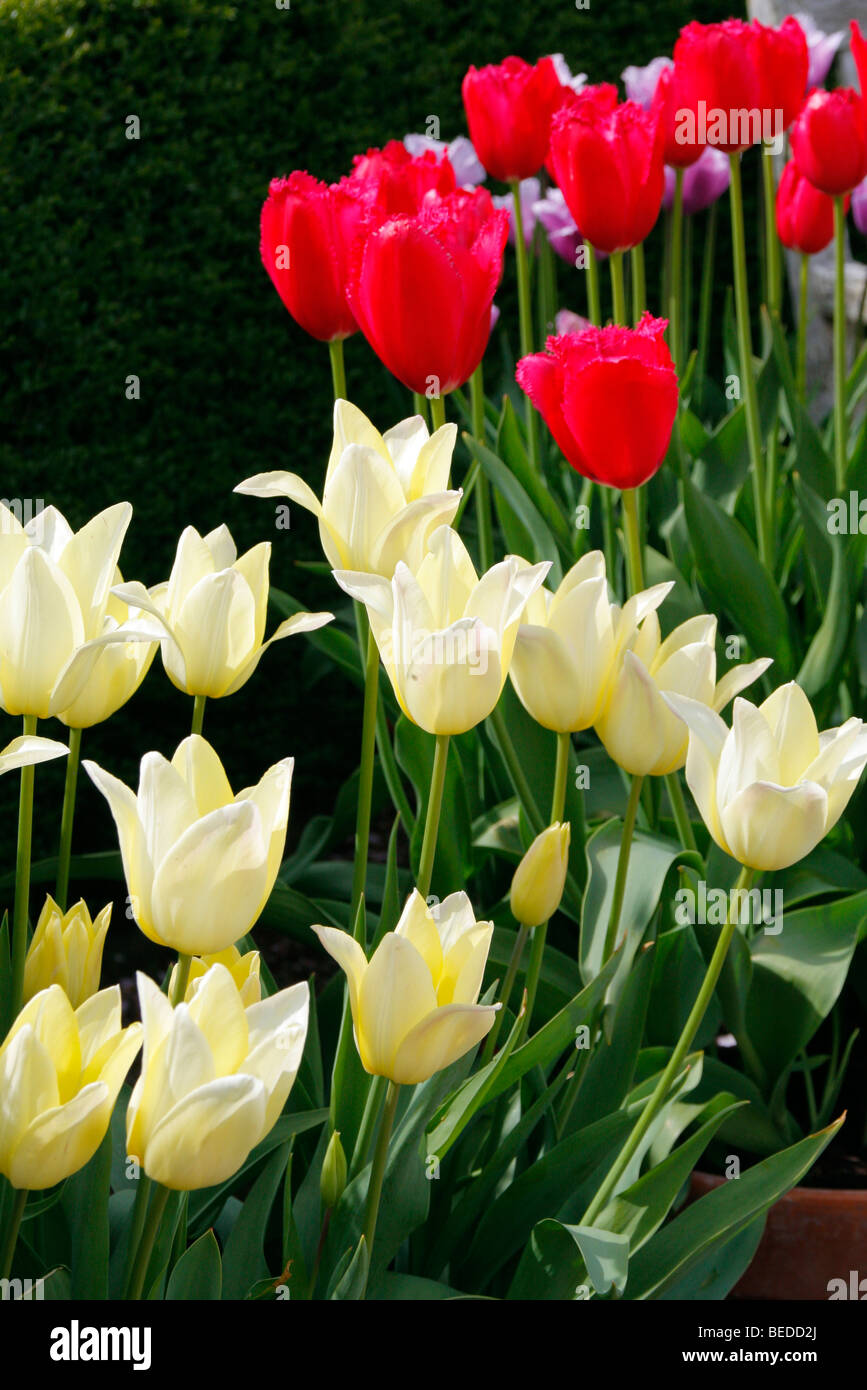 Tulipa 'Elegant Lady' (cream) Tulipa ' Burgundy Lace' in pots Stock Photo