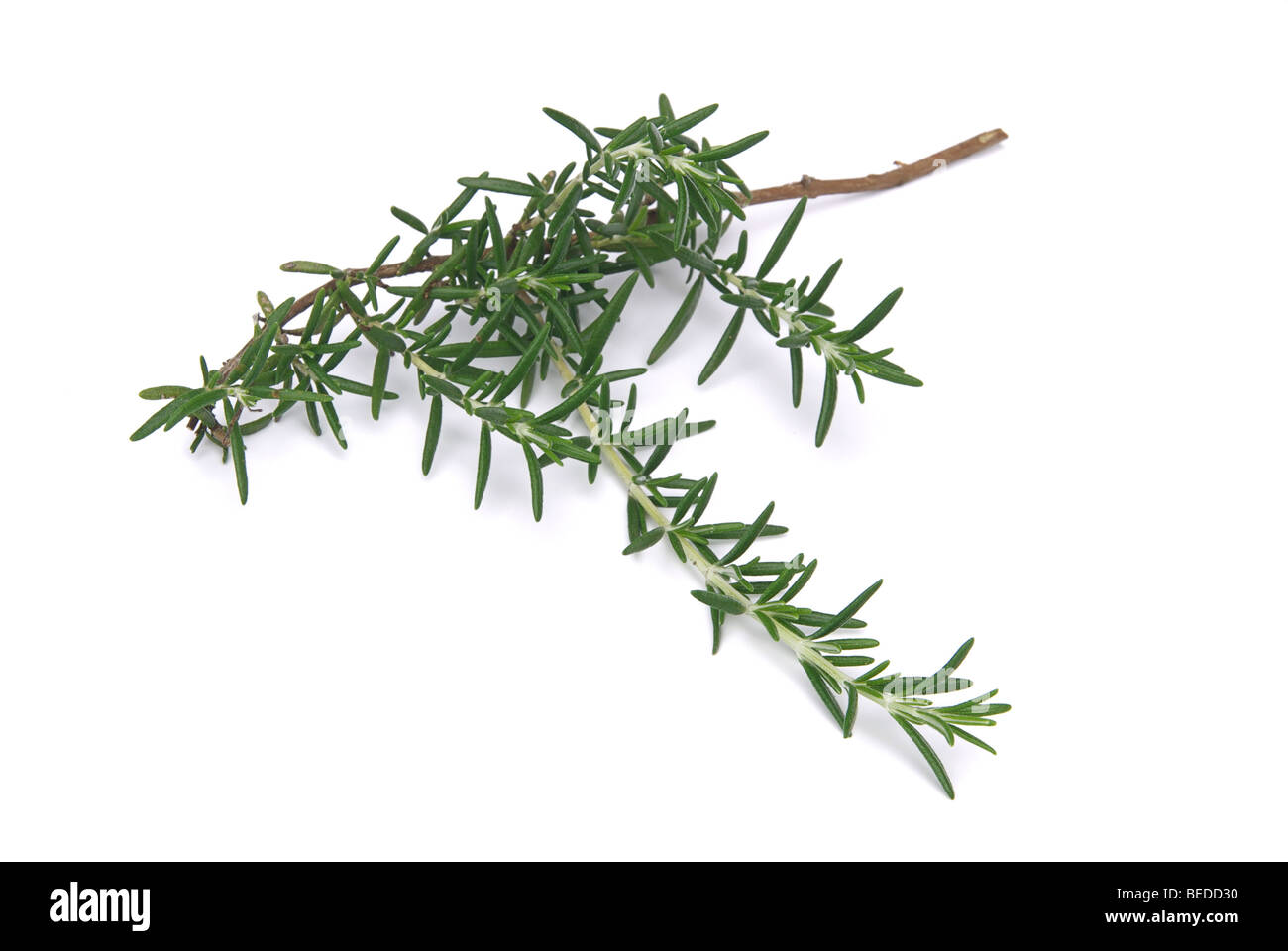 Rosemary plant Cut Out Stock Images & Pictures Alamy